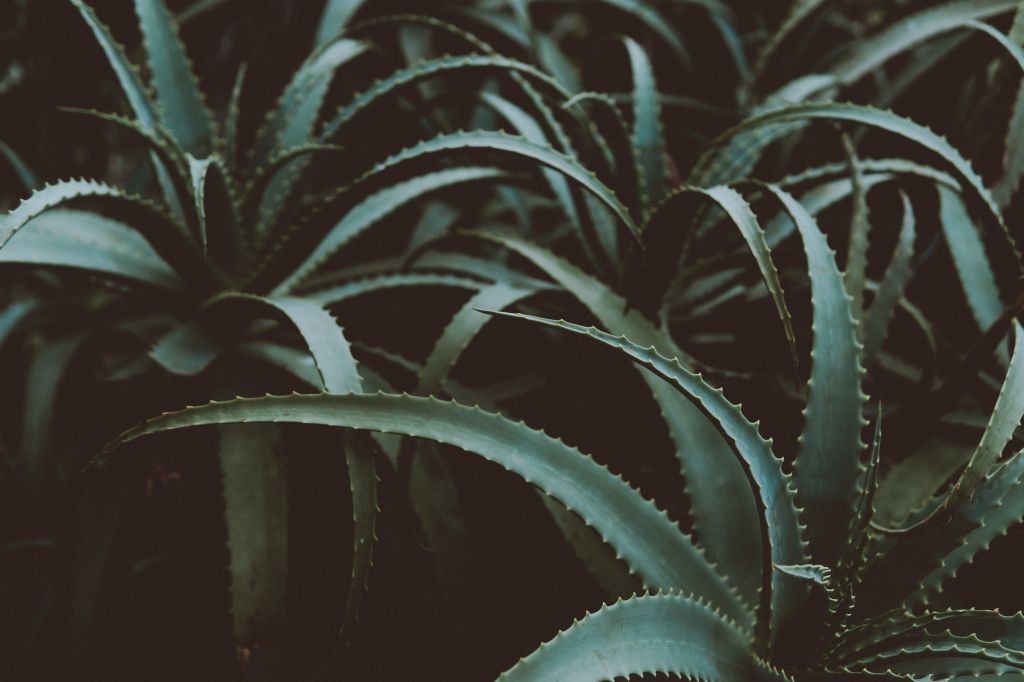 pexels-elle-hughes-1549194.jpg